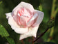 New Dawn Rose Bush - Live Starter Plants in 4 Inch Pots - Beautiful Roses from Florida - A Timeless Classic Ornamental Rose