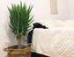 Yucca Cane Plant - Live Plant in a 8 Inch Pot - Yucca Guatemalensis - Beautiful Easy Care Air Purifying Indoor Houseplant