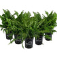 Macho Fern - Live Plants in 6 Inch Pots - Nephrolepsis Biserrta &