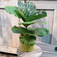 Fiddle Leaf Fig - Live Plant in a 6 Inch Pot - Ficus Lyrata - Beautiful Easy to Grow Air Purifying Indoor Plant