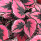 Red Kiss Begonia - Live Starters in 2 Inch Pots - Begonia Rex &