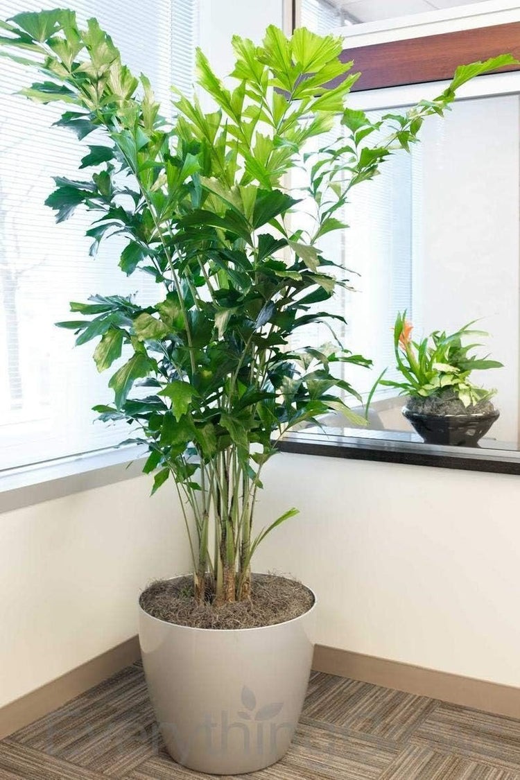 fishtail succulent Fishtail Palm - Live Plant in a 4 Inch Pot - Caryota Mitis