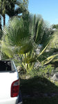 Giant Yarey Palm Gigas - Live Plants in 4 Inch Growers Pots - Copernicia Gigas - Extremely Rare Ornamental Palms of Florida
