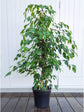 Ficus Benjamina Weeping Fig Bush - Live Plant in a 10 Inch Pot - Ficus Benjamina - Beautiful Ornamental Interior Tree