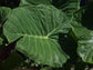 Colocasia Elephant Ear Plant - 4 Live Starter Plants - Colocasia Esculenta - Beautiful Large Leaf Foliage Starter Multipack