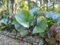 Licuala Peltata Fan Palm - Live Plant in a 3 Gallon Growers Pot - Licuala Peltata - Extremely Rare Ornamental Palms of Florida