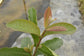 Ruby Supreme Guava Tree - Live Tree in a 3 Gallon Pot - Psidium Guajava &