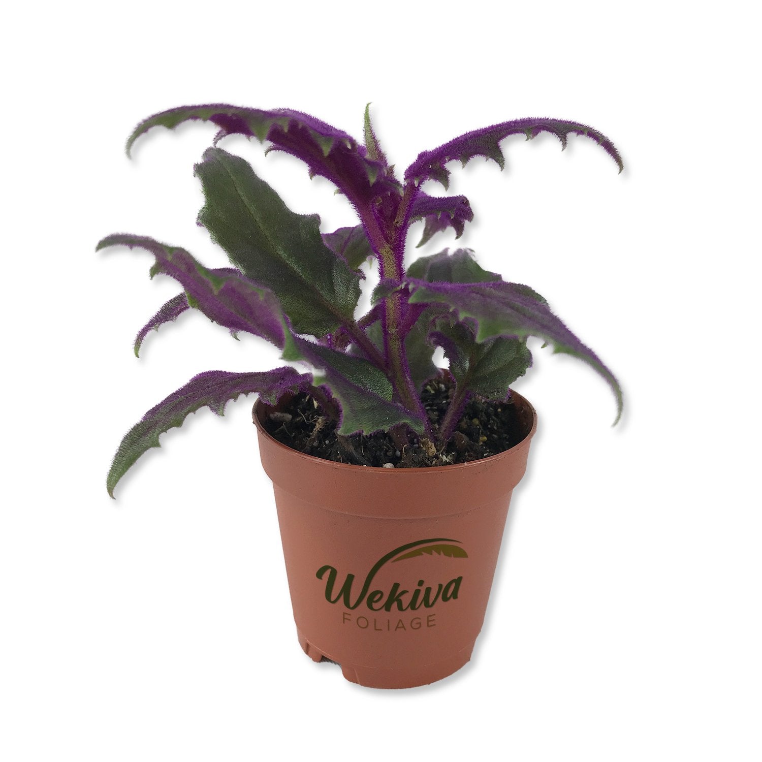 potted plant with purple leaves Purple Passion Plant - Royal Velvet Plant - Live Starter Plants in 2 Inch Pots - Gynura Aurantica