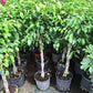 Ficus Benjamina Weeping Fig Braided Tree - Live Plant in a 10 Inch Pot - Ficus Benjamina - Beautiful Ornamental Interior Tree