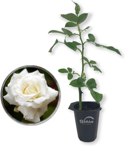 Pope John Paul Rose Bush - Live Starter Plants in 2 Inch Pots - Beautifully Fragrant Heirloom Rose from Florida - A Versatile Beauty with a Rich Fragrance