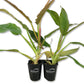 Philodendron Ring of Fire - Live Starter Plants in 2 Inch Pots - Exotic and Rare Indoor Houseplant - A Kaleidoscope of Colors