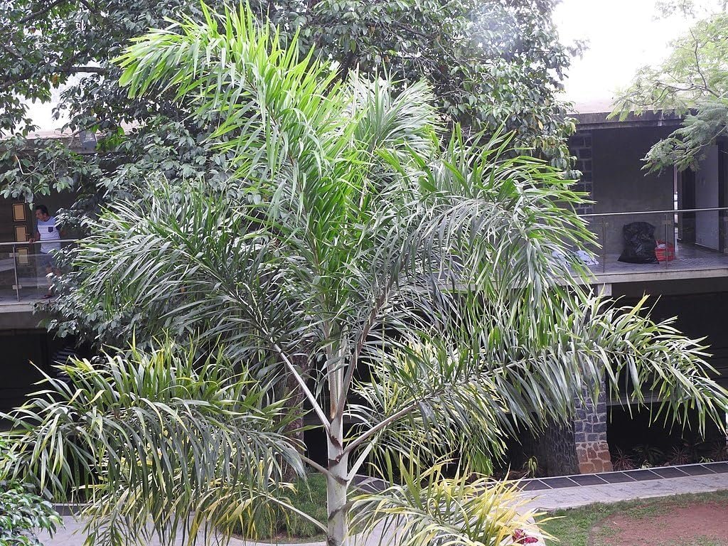 foxtail plant palm Foxtail Palm - Live Plant in a 3 Gallon Pot - Wodyetia Bifurcata