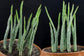 Pickle Plant Senecio - Live Plants in 4 Inch Pots - Senecio Stapeliiformis - Beautiful Indoor Outdoor Cacti Succulent Houseplant
