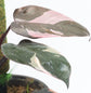 Pink Princess Philodendron - Live Plant in a 4 Inch Pot - Philodendron Erubescens ‘Pink Princess’ - Extremely Rare Indoor Houseplant