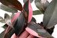 Pink Princess Philodendron - Live Plant in a 4 Inch Pot - Philodendron Erubescens ‘Pink Princess’ - Extremely Rare Indoor Houseplant