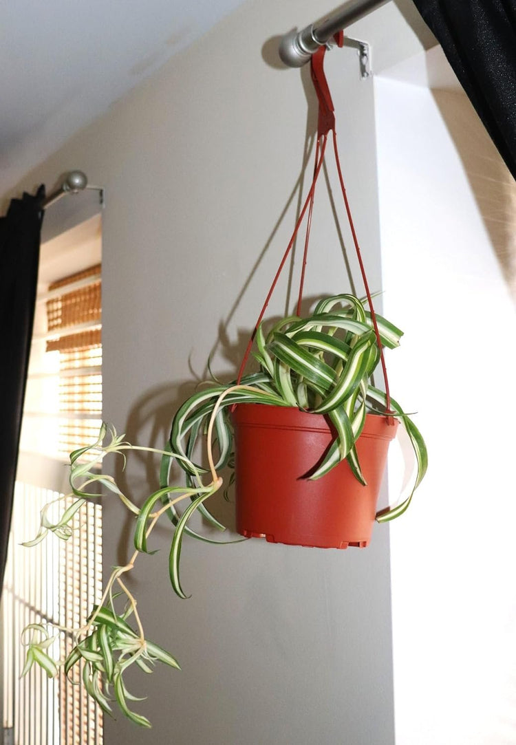 airplane plant hanging basket Enchanting Spider Plant Hanging Basket