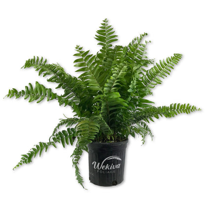 Macho Fern - Live Plants in 6 Inch Pots - Nephrolepsis Biserrta &