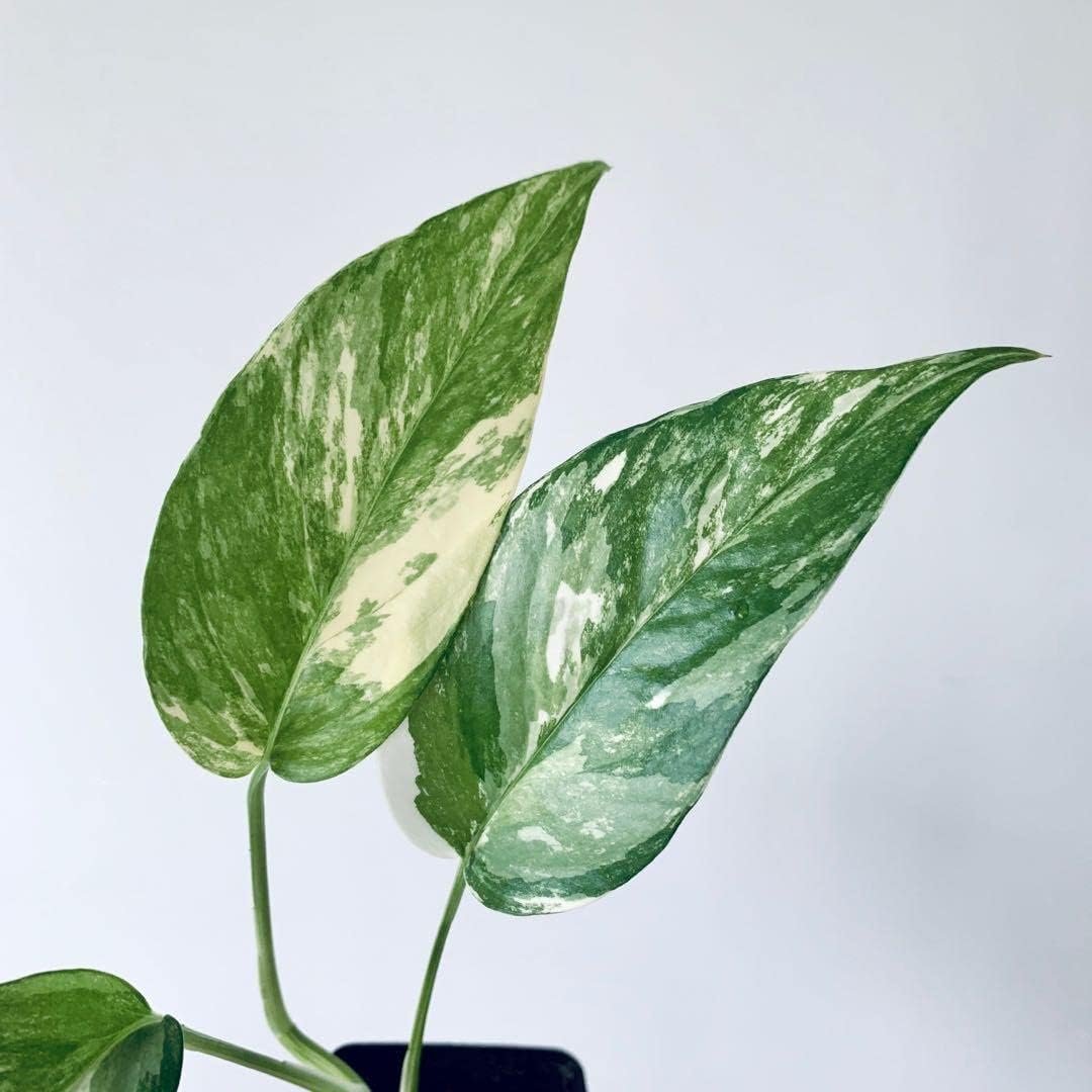 pothos albo variegata Wekiva Foliage Variegated Albo Pothos-Live Plant in a 4 in. Pot-Epipremnum Pinnatum Variegata-Vining Houseplant-Air Purifying