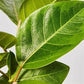 Yellow Gem Ficus Bush - Live Plant in a 10 Inch Pot - Ficus Elastica &