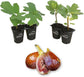 Fig Tree - 4 Live Starter Plants - Ficus Carica - Edible Fruit Tree for The Patio and Garden