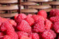 Raspberry Plant - Live Plants in 2 Inch Pots - Grow Your Own Fruits - Garden Or Patio