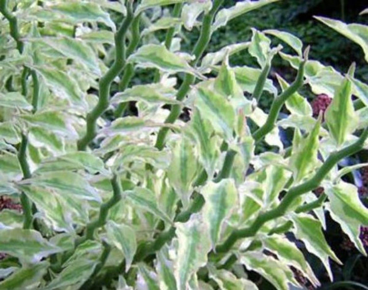 devil's backbone succulent plant Variegated Devil's Backbone - Live Starter Plants in 2 Inch Pots