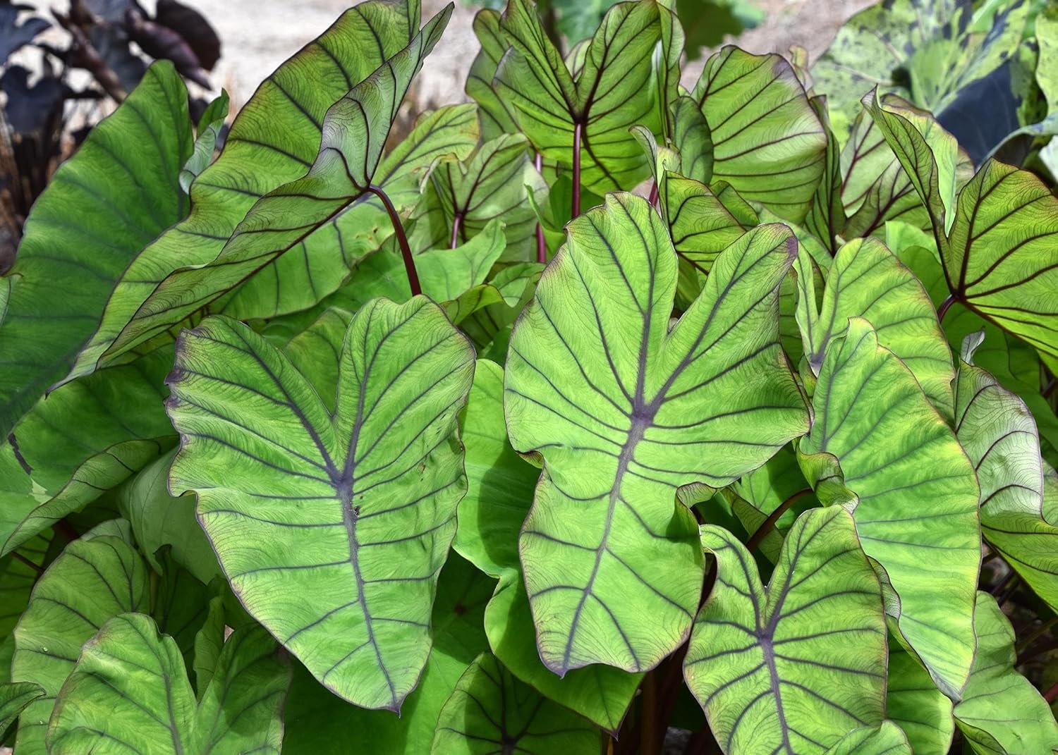 elephant ear live starter plant Colocasia Elephant Ear Plant - 4 Live Starter Plants