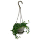 Enchanting String of Frogs Hanging Basket - Live Plant in a 4.5 Inch Hanging Nursery Pot - Ficus Pumila - Nature&