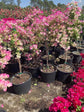 Imperial Thai Delight Bougainvillea Tree - Live Plant in a 10 Inch Grower&