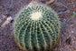 Ball Cactus - Live Plants in 4 Inch Pots - Parodia Magnifica - Beautiful and Unique Cactus Succulent