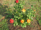 Pinata Climbing Rose Bush - Live Starter Plants in 4 Inch Pots - Beautiful Roses from Florida - A Colorful Addition to Any Garden
