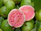 Barbie Pink Guava Tree - Live Starter Plants in 2 Inch Grower&