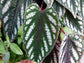 Rex Begonia Vine Hanging Basket - Live Plant in a 6 Inch Pot - Cissus Discolor - Extremely Rare and Beautiful Vining Indoor Houseplant - Air Purifying