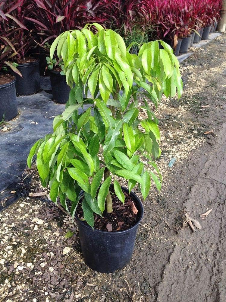litchi plant in pot Brewster Lychee Tree - Live Tree in a 3 Gallon Pot - Litchi Chinensis 'Brewster'