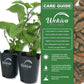Long Pepper Plant - 4 Live Starter Plants in 2 Inch Pots - Piper Longum - Indian Long Pepper Sweet Herbal Vine