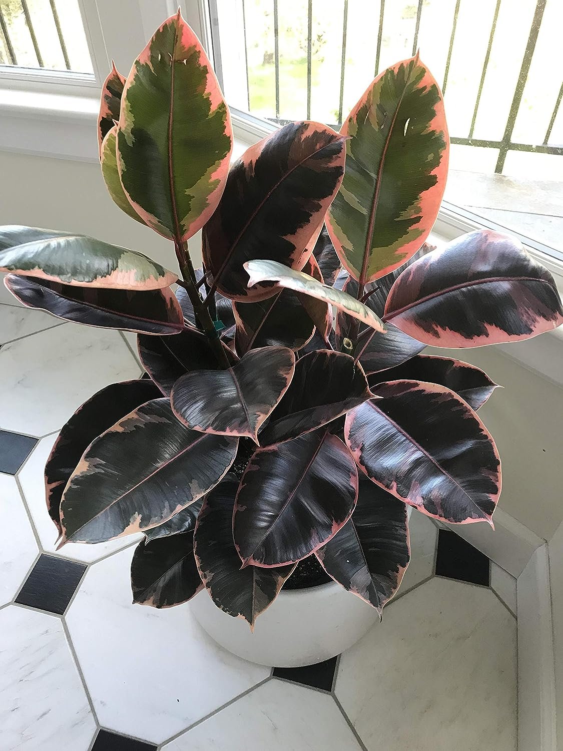 10 Inch Ficus Ruby Ruby Ficus Rubber Plant - Live Plant in an 10 Inch Growers Pot - Ficus ...