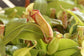 Carnivorous Tropical Plants - Live Starter Plants in 2 Inch Pots - Beautiful Easy Care Indoor Tropical Carnivorous Plants