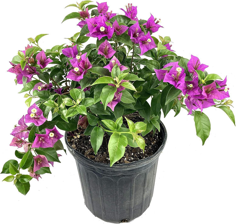 indoor purple vine plant Purple Bougainvillea - Live Plant in a 3 Gallon Pot - Tropical Flowering Vine