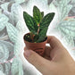 Polynesian Ivy - Live Starter Plants in 2 Inch Pots - Pellionia Pulchra - Rare Indoor Air Purifying Houseplant Vine