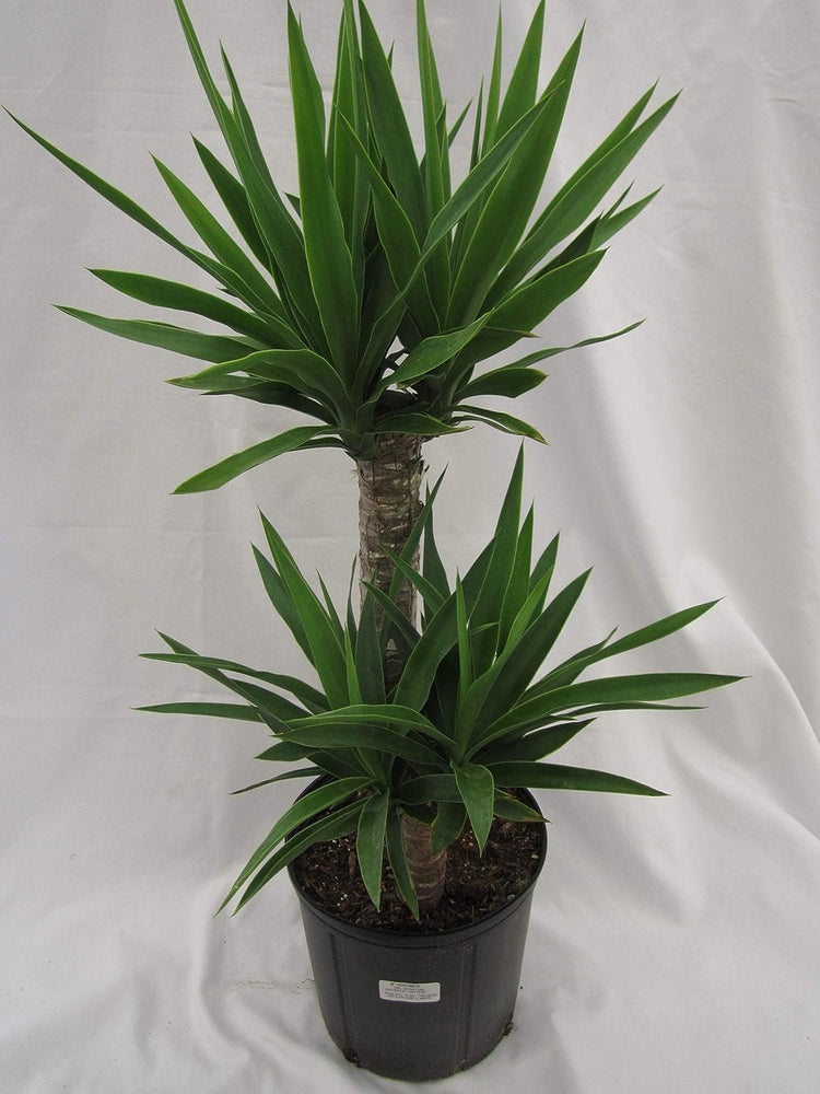 indoor yucca cane plant Yucca Cane Plant - Live Plant in a 8 Inch Pot - Yucca Guatemalensis