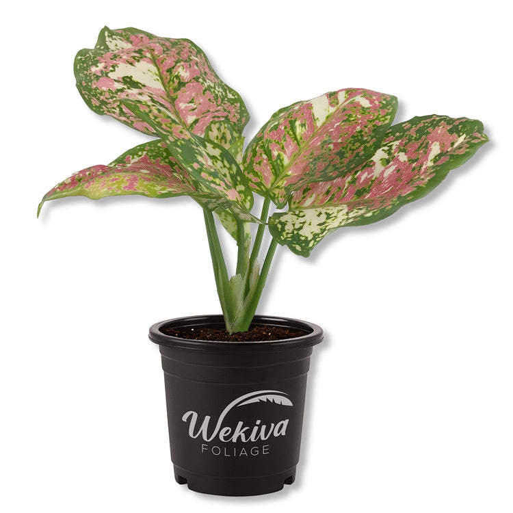 aglaonema tricolor pink Pink Tricolor Aglaonema - Live Plant in a 4 Inch Pot