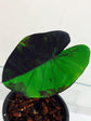 Colocasia Elephant Ear Plant - 4 Live Starter Plants - Colocasia Esculenta - Beautiful Large Leaf Foliage Starter Multipack