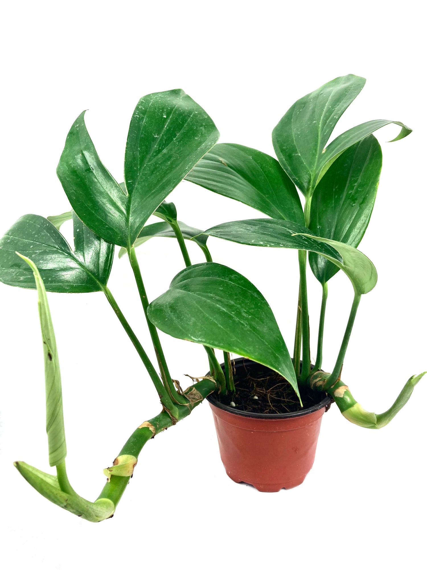 dragon tail indoor plant Dragon Tail Plant - Live Plant in a 4 Inch Pot
