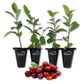 Barbados Cherry Tree - Live Starter Plants in 2 Inch Pots - Malpighia Emarginata - Edible Fruit Bearing Tree for The Patio and Garden