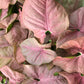 Syngonium Pink Perfection - Live Plant in a 4 Inch Pot - Syngonium Podophyllum &