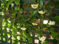 Hoya - Live Plant in a 2 Inch Pot - Indoor Houseplants Straight from The Nursery