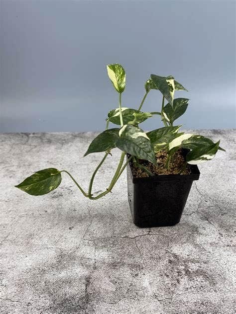 rare variegated pothos Wekiva Foliage Variegated Albo Pothos-Live Plant in a 4 in. Pot-Epipremnum Pinnatum Variegata-Vining Houseplant-Air Purifying