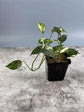 Variegated Albo Pothos - Live Plant in a 4 Inch Pot - Epipremnum Pinnatum Variegata - Extremely Rare and Beautiful Vining Indoor Houseplant - Air Purifying