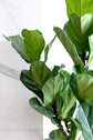 Ficus Tree - Live Starter Plants in 2 Inch Pots - Stunning Easy Care Interior Houseplant