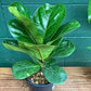 Ficus Tree - Live Starter Plants in 2 Inch Pots - Stunning Easy Care Interior Houseplant